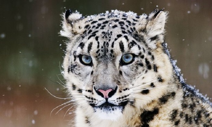 Hundreds of snow leopards being killed every year, report warns 